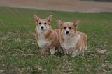 CORGI PEMBROKE 1385